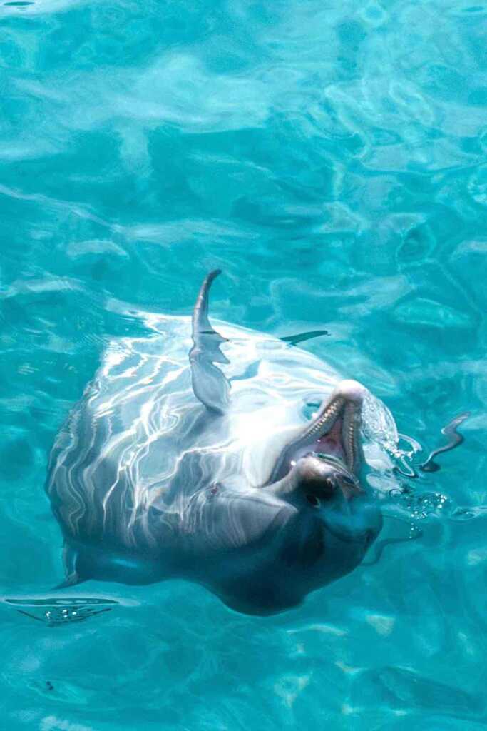 高知県柏島で撮影したイルカ