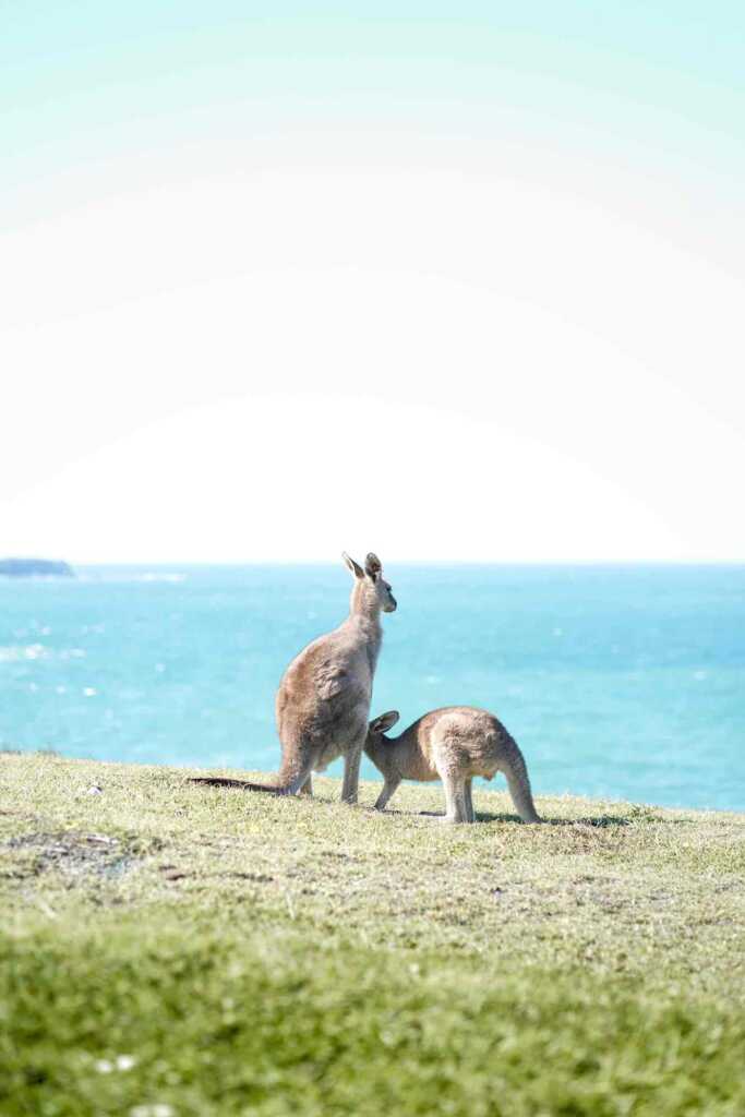 オーストラリアで撮影したカンガルーの親子