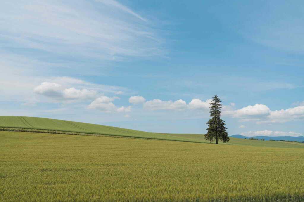 北海道のクリスマスツリーの木