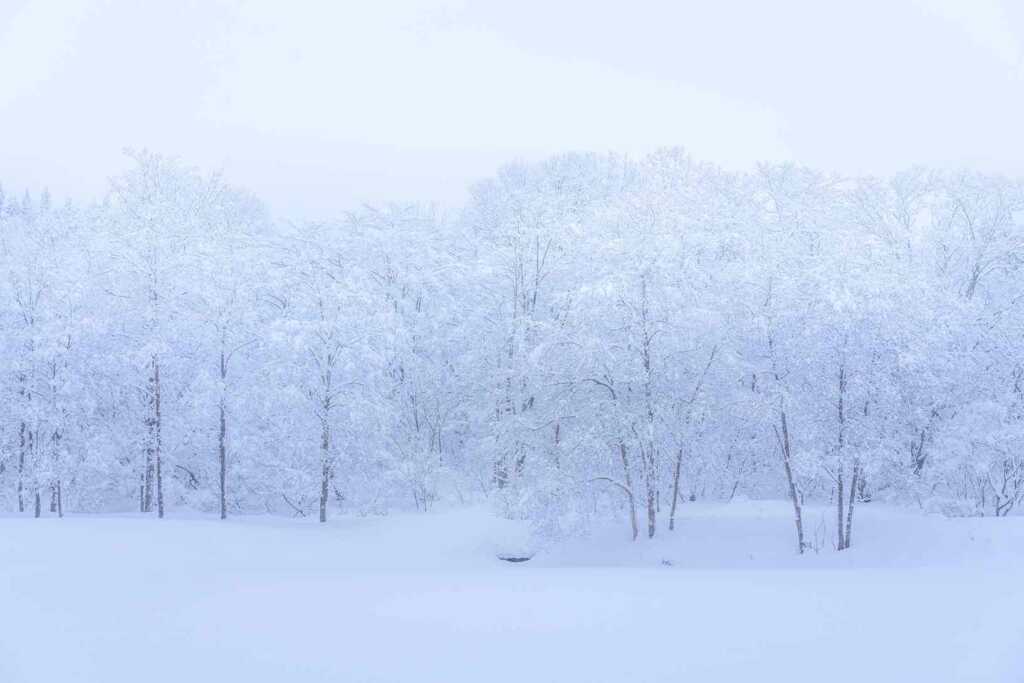 自然光の雪景色
