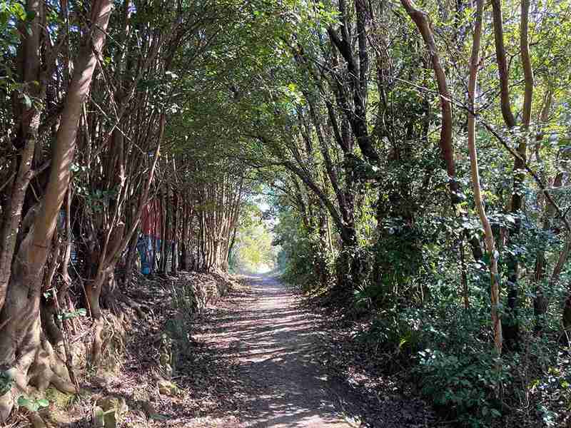 愛知佐久島　森のトンネル